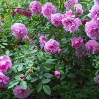 A closeup shot of a pink rose bush