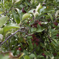 A closeup of an apple tree